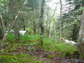 Pedigree FREE DU PIC DEL PERDIGUEIRO Pedigree FREE DU PIC DEL PERDIGUEIRO